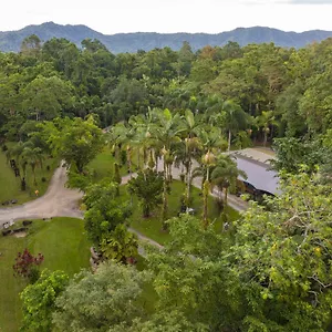 Daintree Siesta Diwan